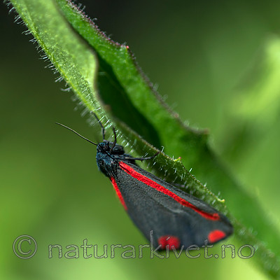 BB 13 0525 / Tyria jacobaeae / Karminspinner